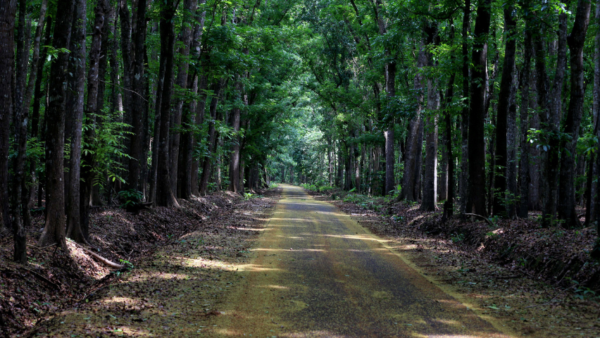 Hutan Alas Purwo