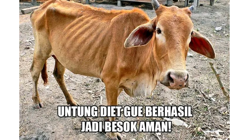 Meme Sapi