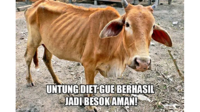 Meme Sapi